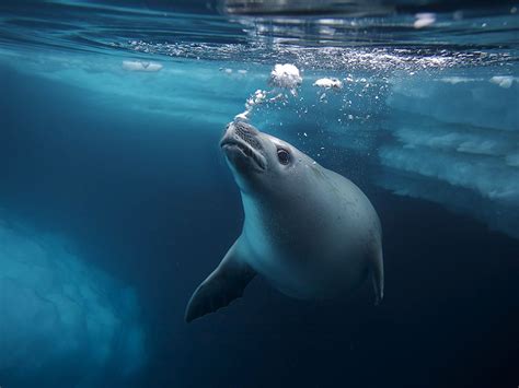 什麼動物|海豹、海獅、海狗、海象、海牛……一次看個夠